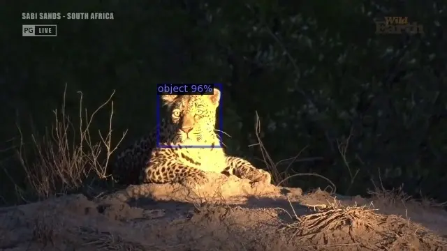 Real-Time Animal Identification in Live Safari Streams