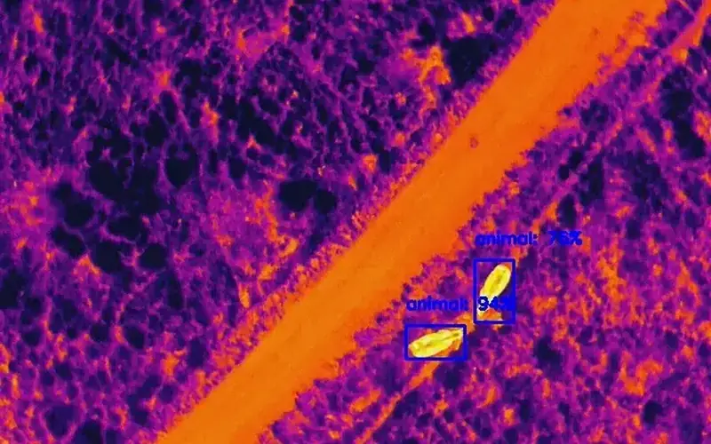 Thermal drone image with two animals detected and labelled
