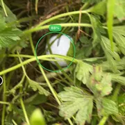 Phone camera view of a golf ball in deep grass, ringed by the on-device model